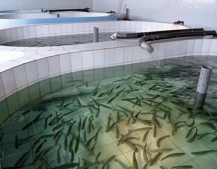 marine aquaculture industry